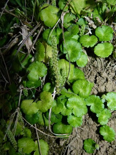 Hydrocotyle hirsuta, photographed by botanygirl