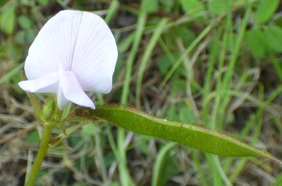 Tephrosia spicata, photographed by kcthetc1