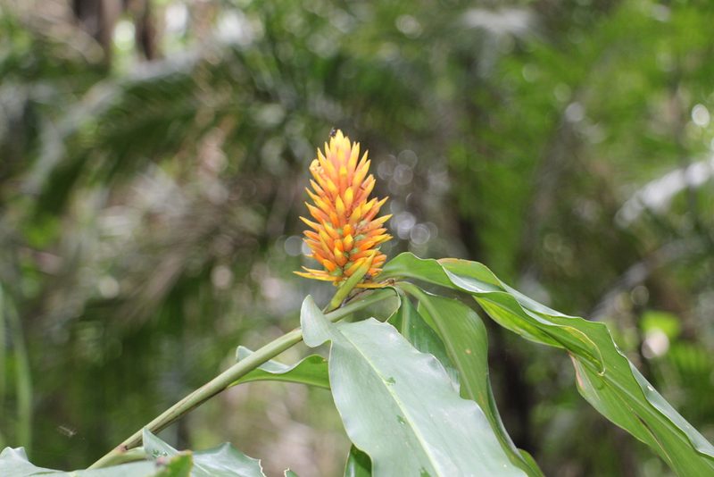 Renealmia cernua, photographed by Andrés Ramírez-Barrera