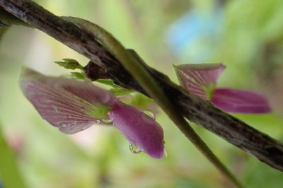 Galactia striata, photographed by Cos