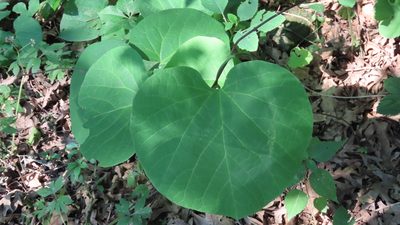 Aristolochia macrophylla, photographed by Jason Swanson