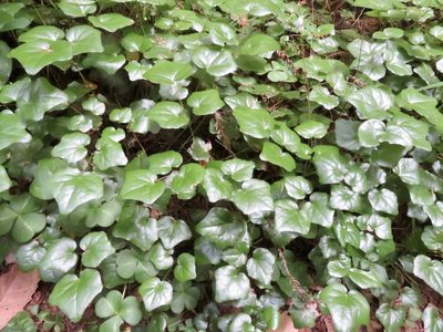 Vancouveria planipetala, photographed by Ellen C Lovelidge