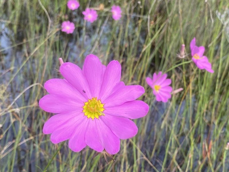 Sabatia decandra, photographed by Dwight Kingsbury