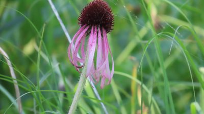 Echinacea pallida, photographed by Jason Swanson
