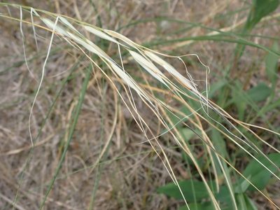 Hesperostipa spartea, photographed by Mary Krieger