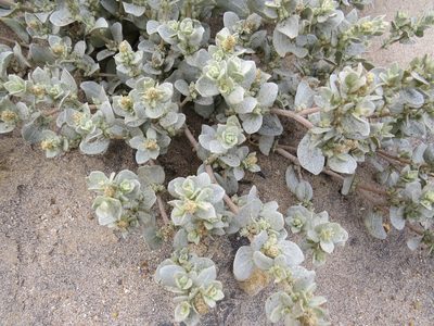 Atriplex leucophylla, photographed by Garth Harwood