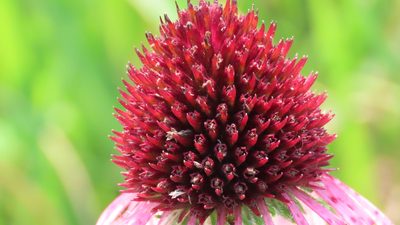 Echinacea pallida, photographed by Jason Swanson