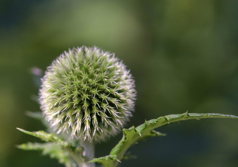 Echinops exaltatus, photographed by Andrew Sebastian