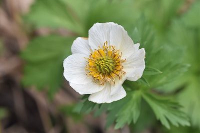 Trollius albiflorus, photographed by Braden J. Judson