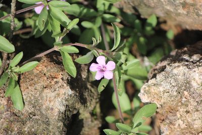 Dyschoriste linearis, photographed by José Belem Hernández Díaz