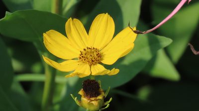 Coreopsis palmata, photographed by Jason Swanson