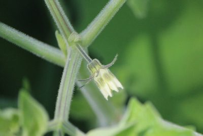 Physalis nicandroides, photographed by José Belem Hernández Díaz