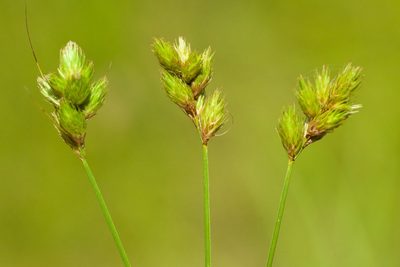 Carex scoparia, photographed by Owen Strickland