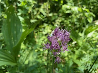 Allium validum, photographed by Peter Garber