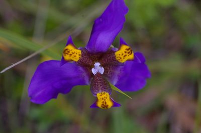 Hesperoxiphion herrerae, photographed by Don Johnston