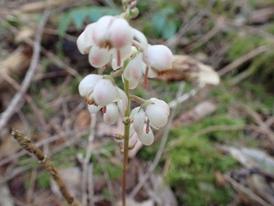 Pyrola aphylla