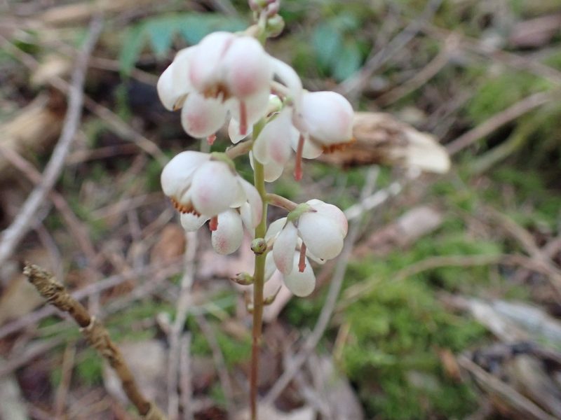 Pyrola aphylla, photographed by Randal