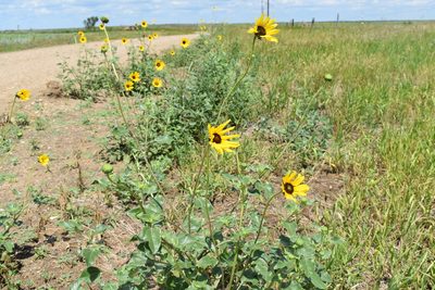 Helianthus petiolaris, photographed by Eric Lamb