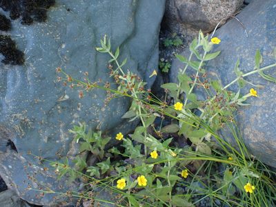 Erythranthe ptilota, photographed by Randal