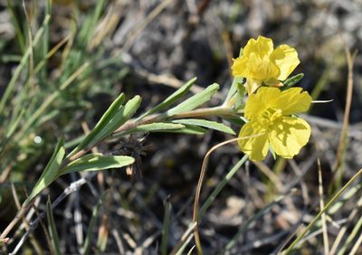 Oenothera serrulata, photographed by Eric Lamb