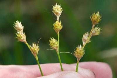 Carex normalis, photographed by Owen Strickland