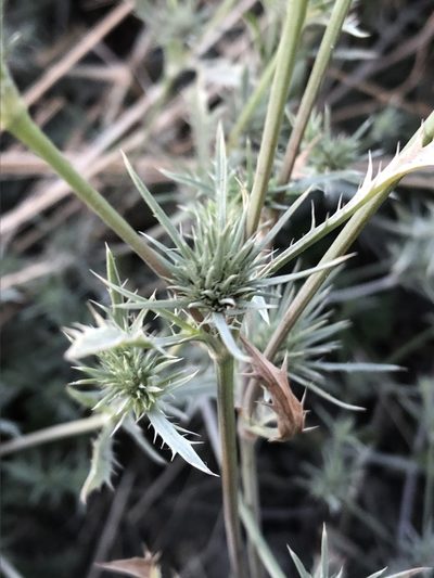 Eryngium petiolatum, photographed by Jared Shorma