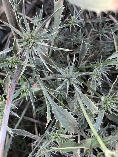 Eryngium petiolatum, photographed by Jared Shorma