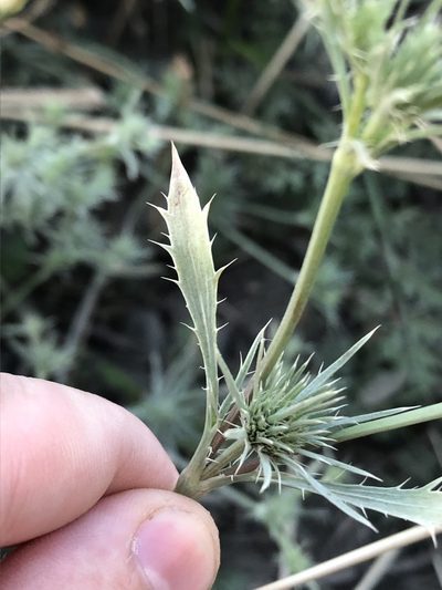 Eryngium petiolatum, photographed by Jared Shorma