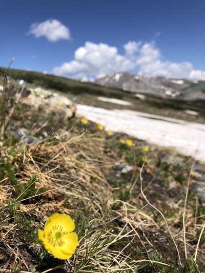 Ranunculus adoneus, photographed by Jess Mullins