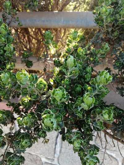 Baccharis macraei, photographed by Cecilia Briceño
