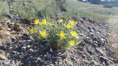 Mentzelia laevicaulis, photographed by Mitch Van Dyke