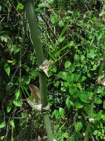 Guadua longifolia, photographed by Annika Lindqvist