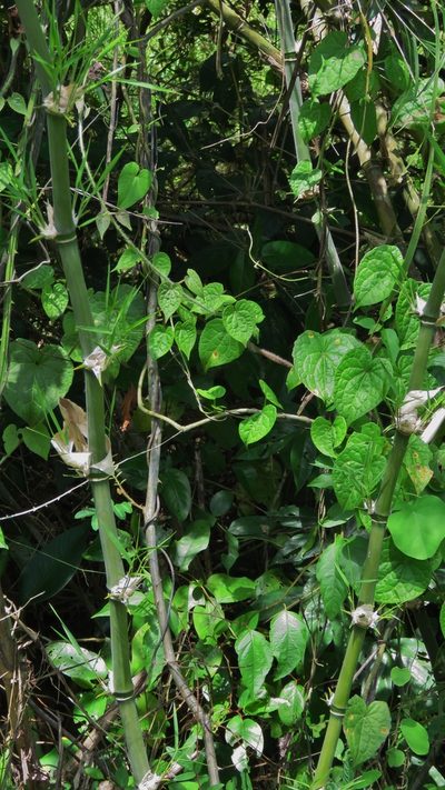Guadua longifolia, photographed by Annika Lindqvist