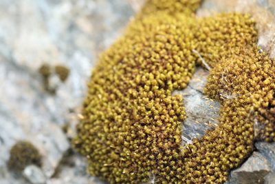 Ptychomitrium polyphyllum, photographed by Jerry Lanfear
