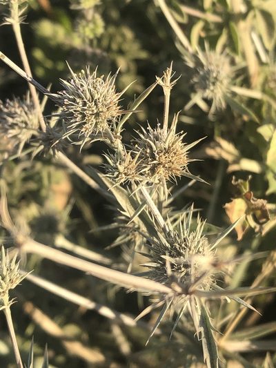 Eryngium petiolatum, photographed by Jared Shorma