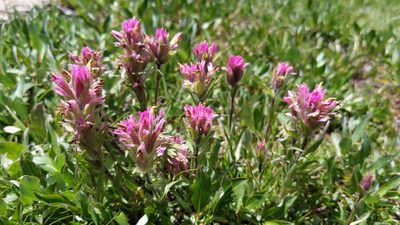 Castilleja lemmonii, photographed by Alan Rockefeller
