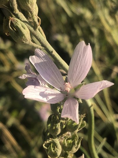 Sidalcea campestris, photographed by Jared Shorma