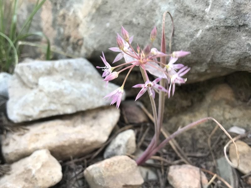 Allium campanulatum, photographed by Chris