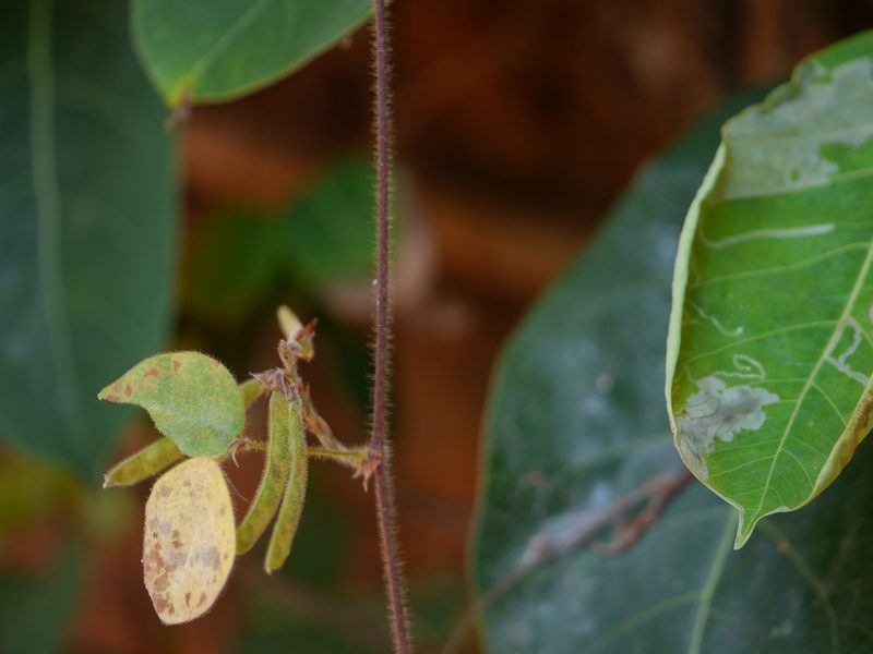 Shuteria vestita, photographed by Dinesh Valke