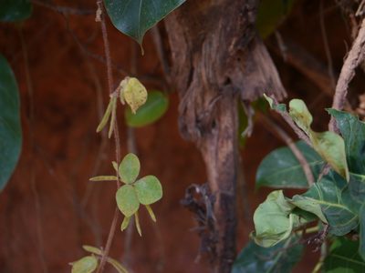 Shuteria vestita, photographed by Dinesh Valke