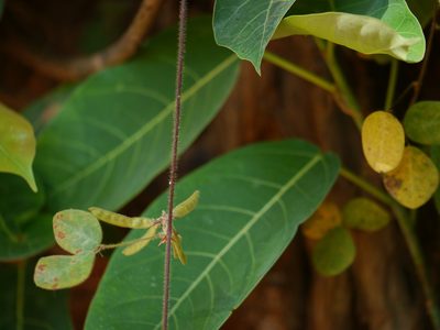 Shuteria vestita, photographed by Dinesh Valke