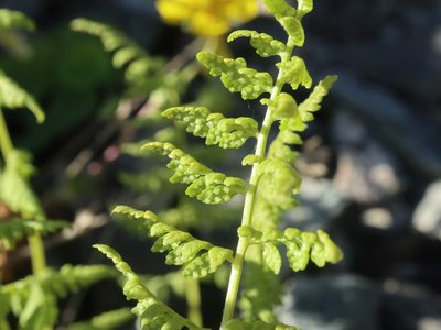 Pseudathyrium alpestre, photographed by Tero Linjama