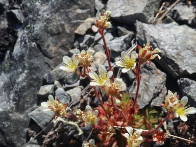 Saxifraga cespitosa, photographed by Tero Linjama