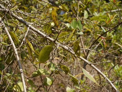 Ziziphus rugosa, photographed by Dinesh Valke