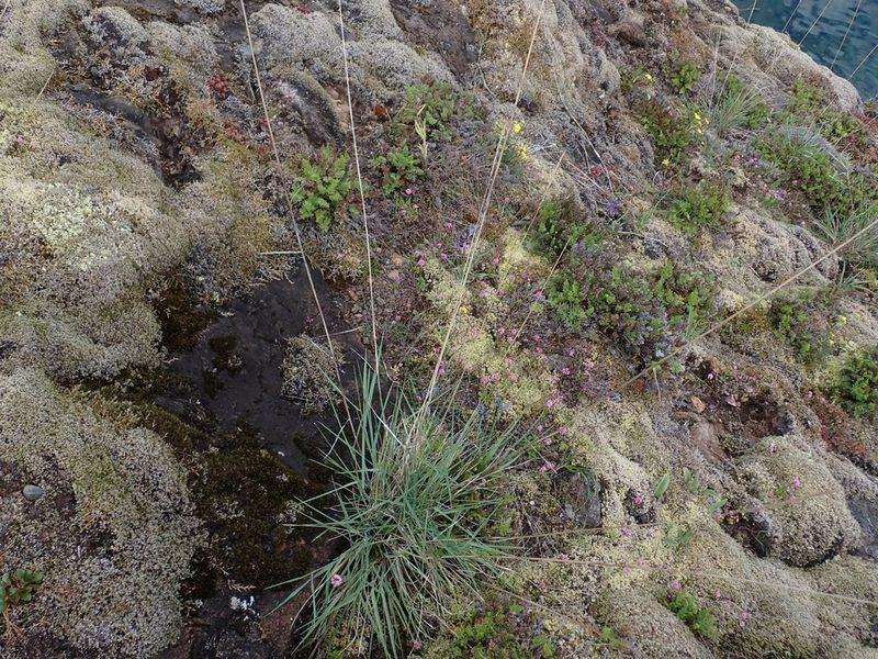 Elymus glaucus, photographed by Ellyne Geurts