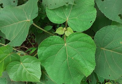 Clerodendrum infortunatum, photographed by OnePlanet