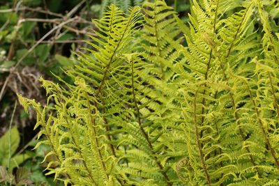 Dryopteris affinis, photographed by Jerry Lanfear
