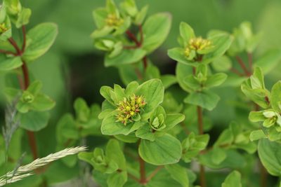 Hypericum tetrapterum, photographed by Jerry Lanfear