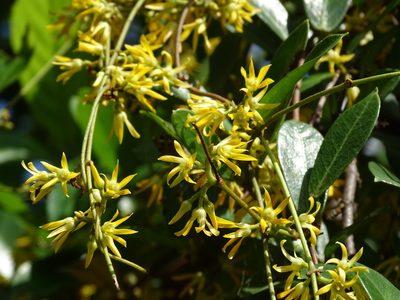 Toxocarpus wightianus, photographed by Toby Y