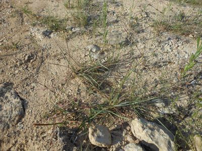 Eragrostis sessilispica, photographed by Sam Kieschnick
